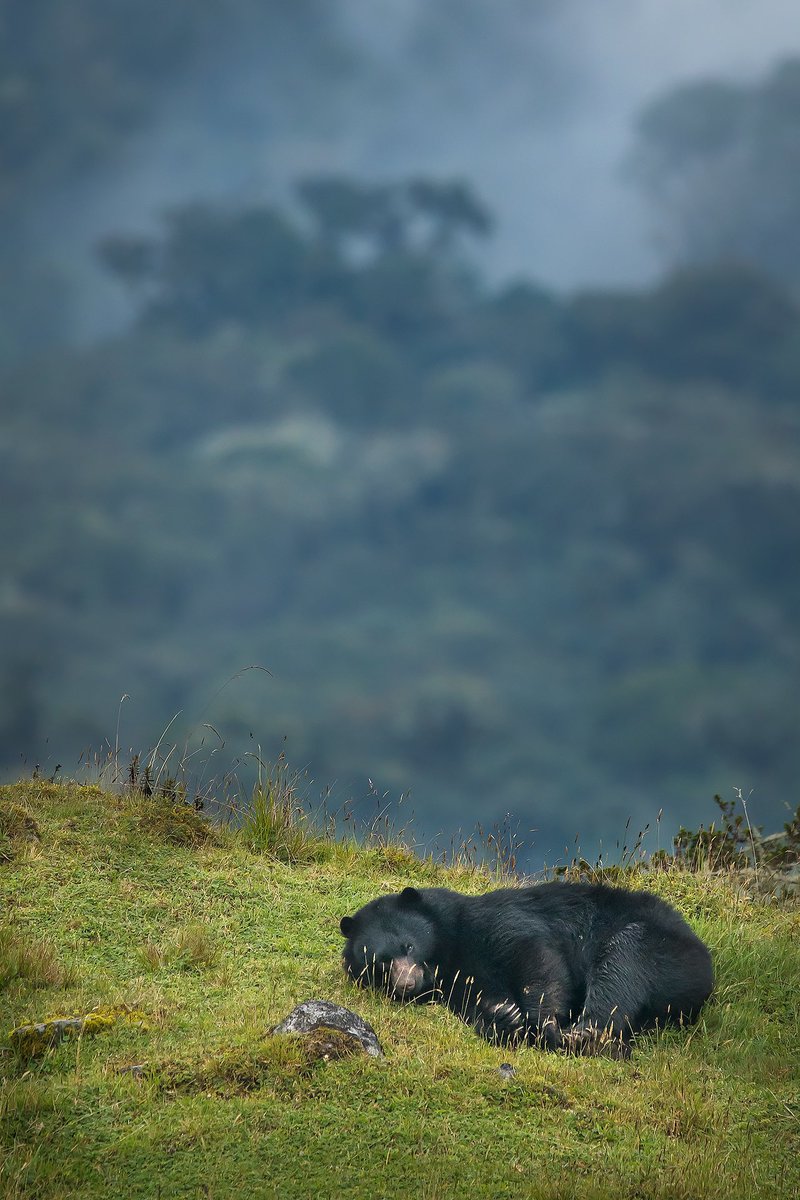 Sebastiandidoph's tweet photo. Oso andino durmiendo sobre la Reserva Ecopalacio 
#osoandino #colombia #naturaleza #conservacion #chingaza #páramo https://t.co/PVXPDhHDJA