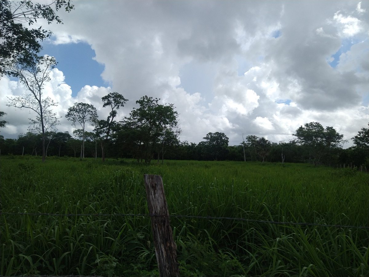 Agroforest_JAL's tweet photo. Taller de capacitación a Ganaderos de la #RITER de Noh Bec, #QuintanaRoo sobre Ganadería Regenerativa y diseños Silvopastoriles.
#GanaderíaSostenible
#SomosSelvaMaya
#SomosRITER
@Mexico_TNC https://t.co/IbV7wcloK9