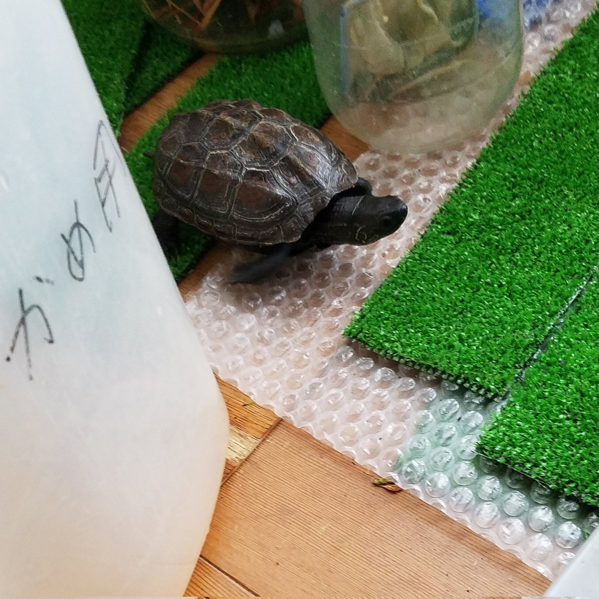 おはよう🐢かめちゃん
水変え中の部屋さんぽ
#おはよう
#かめちゃん
#クサガメ
#くもり