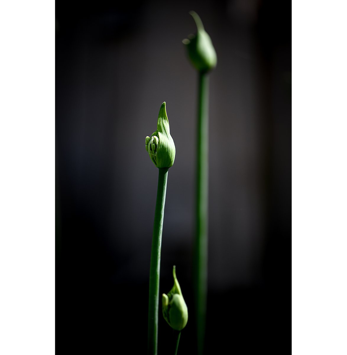 Nothing to say...#fineartphotography #macrophotography #naturephotography #photography #flowers #insects #greenplants #plants #nature