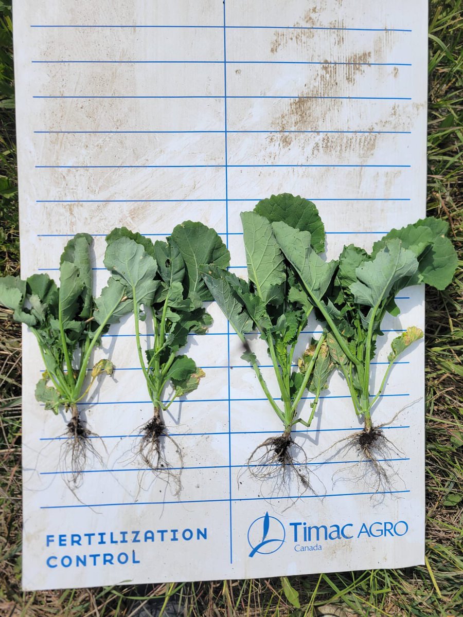 #TimacAgroCanada isn’t a one size fits all, but we certainly are a fit for your farming production. #FertiactylStarter doing wonders against early season abiotic stress in Saskatchewan. Talk to a #TimacAgroCanada ATC to hear more! #WorldWide