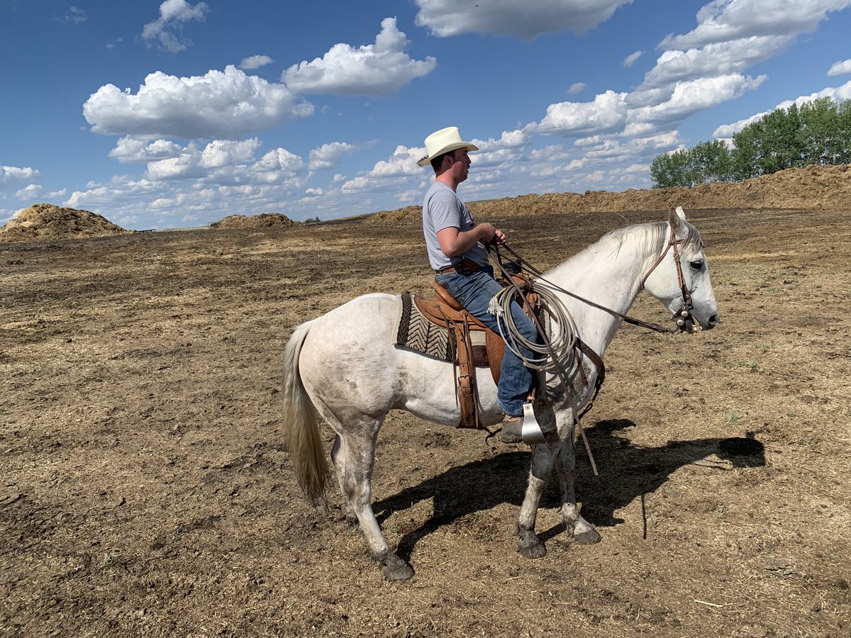 gcjshiningstar's tweet image. The cow took a sharp left.  The gray cowhorse took a sharp left.  The cow stopped. The gray slid down in the mud.  Thankfully human feet cleared stirrups- back up and sorting.   #itrained #itwasmuddy #cowhorsetroubles #gother