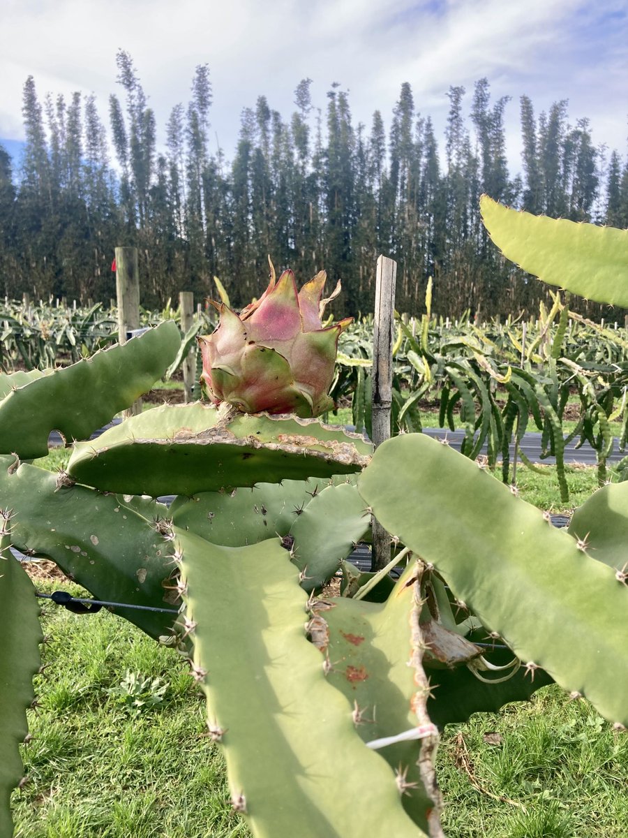 ⁦Great day in Kerikeri today with the ⁦<a href="/plantandfood/">Plant & Food Research</a>⁩ team working hard to support NZ’s horticultural industry! Highlights include meeting staff &amp; visiting growing trials for #dragonfruit!  Exciting opportunities in Tai Tokerau to develop new, high-value crops! #CRIs
