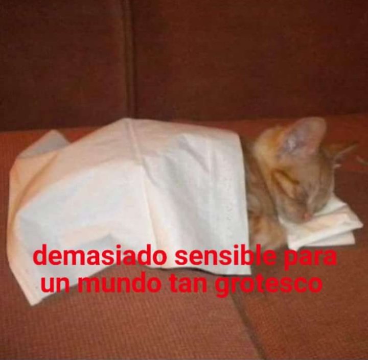 Bueno, ya llevo una semana así, so, quizá pueda soportar tanta pendejada con el contacto humano, pero mi cuerpo nom por favor solo dejen que otros aprendan, no es necesario dañar a otra persona solo porque no sabe, ya me tienen harta.