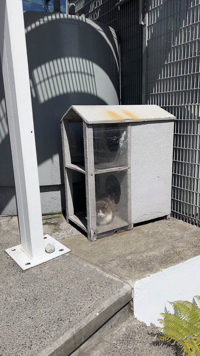RicardoBSalinas's tweet photo. Así es hay muchísimos gatos viviendo en @Azteca y a su servicio tienen casitas para protegerse del sol y del frío , agua, comida y veterinarios que los atienden. https://t.co/FGUGId94om