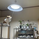 電気の消し忘れの意外な犯人が判明!勝手に電気をつけていたのは、飼っている猫ちゃんだった!？