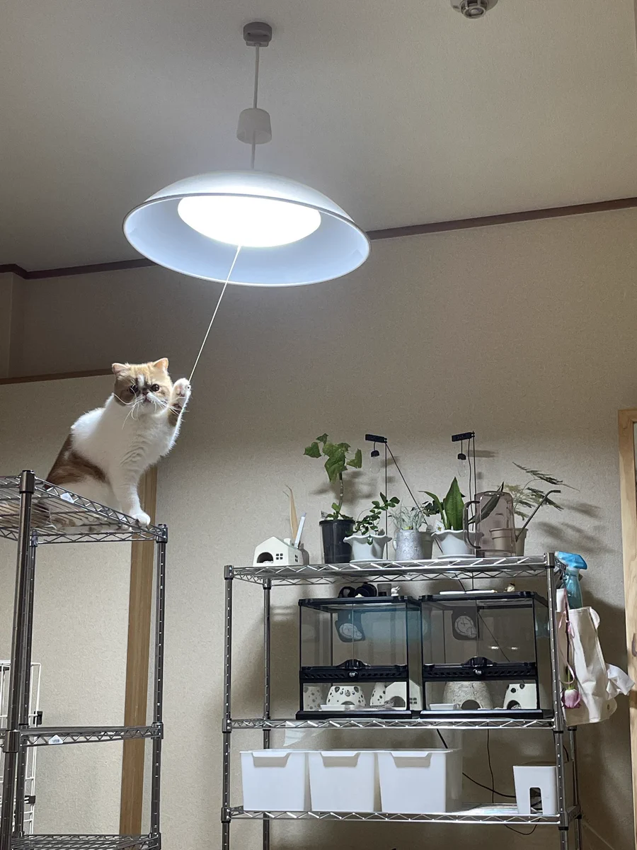 電気の消し忘れの意外な犯人が判明！勝手に電気をつけていたのは、飼っている猫ちゃんだった！？