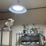 電気の消し忘れの意外な犯人が判明!勝手に電気をつけていたのは、飼っている猫ちゃんだった!？