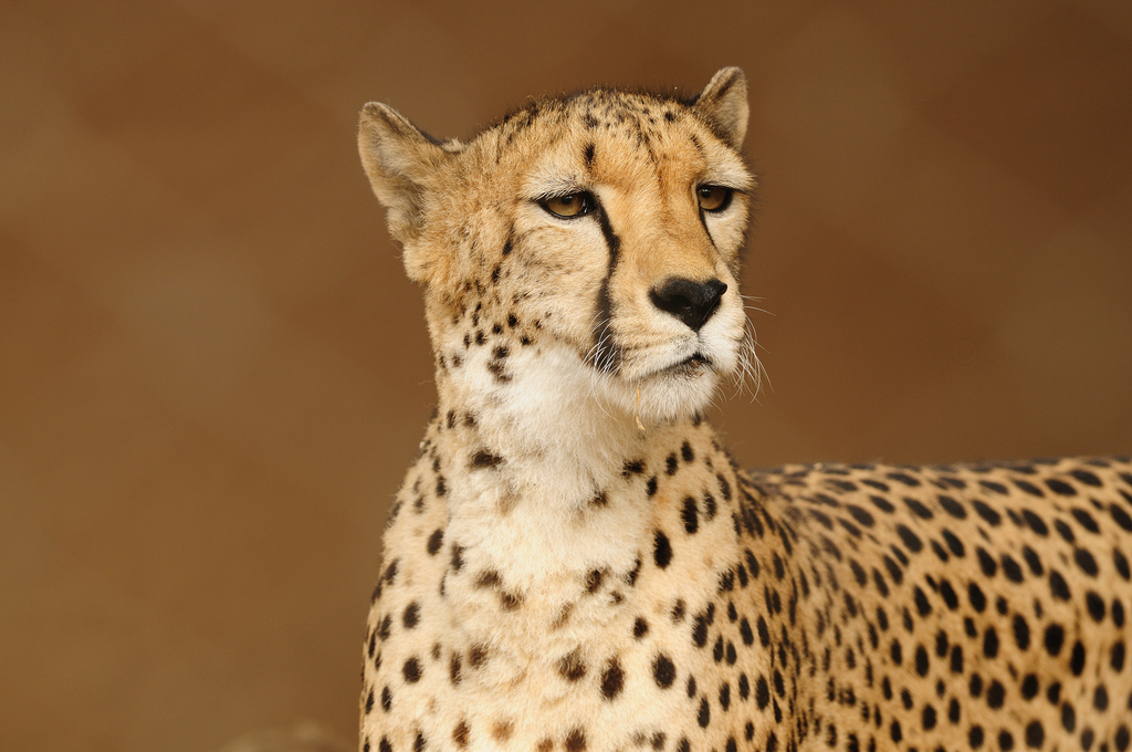 Hourly Cheetahs tweet media