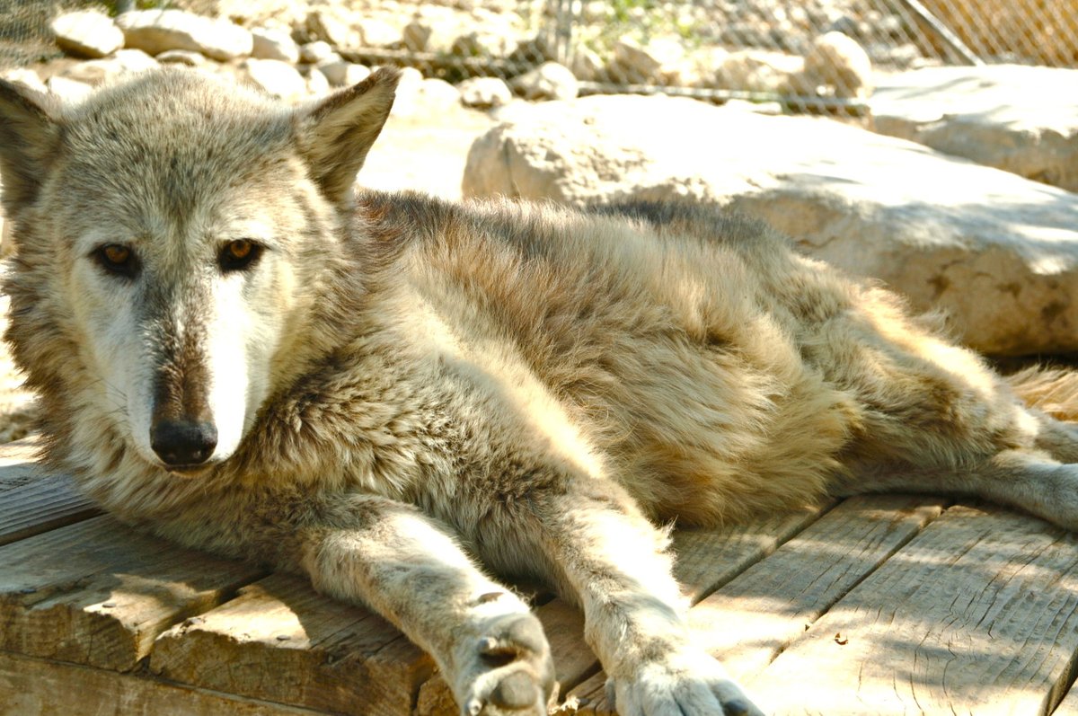 HourlyWolves presents: