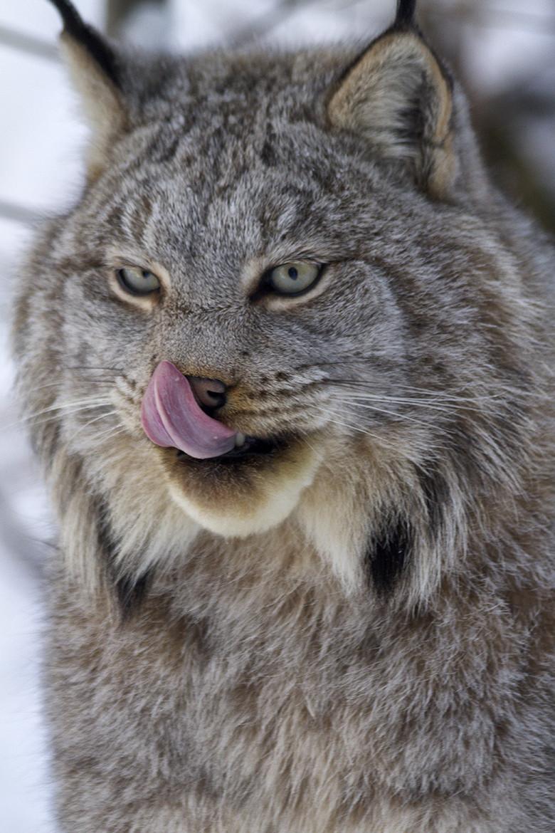 HourlyLynxes presents: