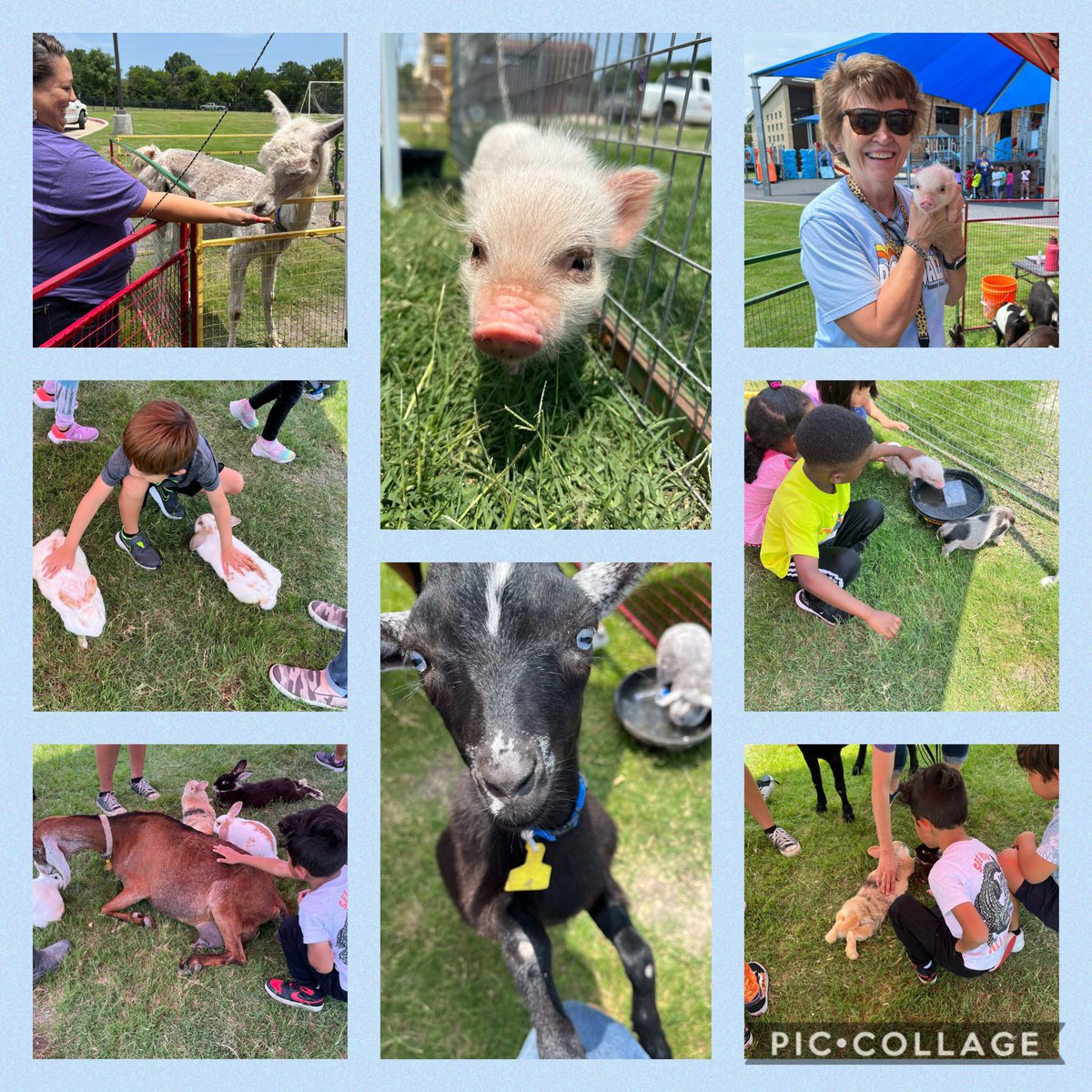 What a fun afternoon at summer school! We had so much fun learning all about Cathy’s Critters. #pettingzoo