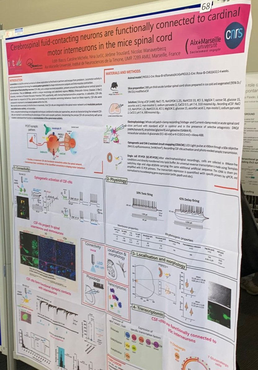N Wanaverbecq (@n_wanaverbecq) on Twitter photo Edith Blasco from <a href="/N_Wanaverbecq/">N Wanaverbecq</a> Lab will present her latest work <a href="/MotorCircuits/">Motor Circuits Meeting</a> (Friday session Board 68) on CSF-cN functional connectivity with motor interneurons Edith Blasco from <a href="/N_Wanaverbecq/">N Wanaverbecq</a> Lab will present her latest work <a href="/MotorCircuits/">Motor Circuits Meeting</a> (Friday session Board 68) on CSF-cN functional connectivity with motor interneurons