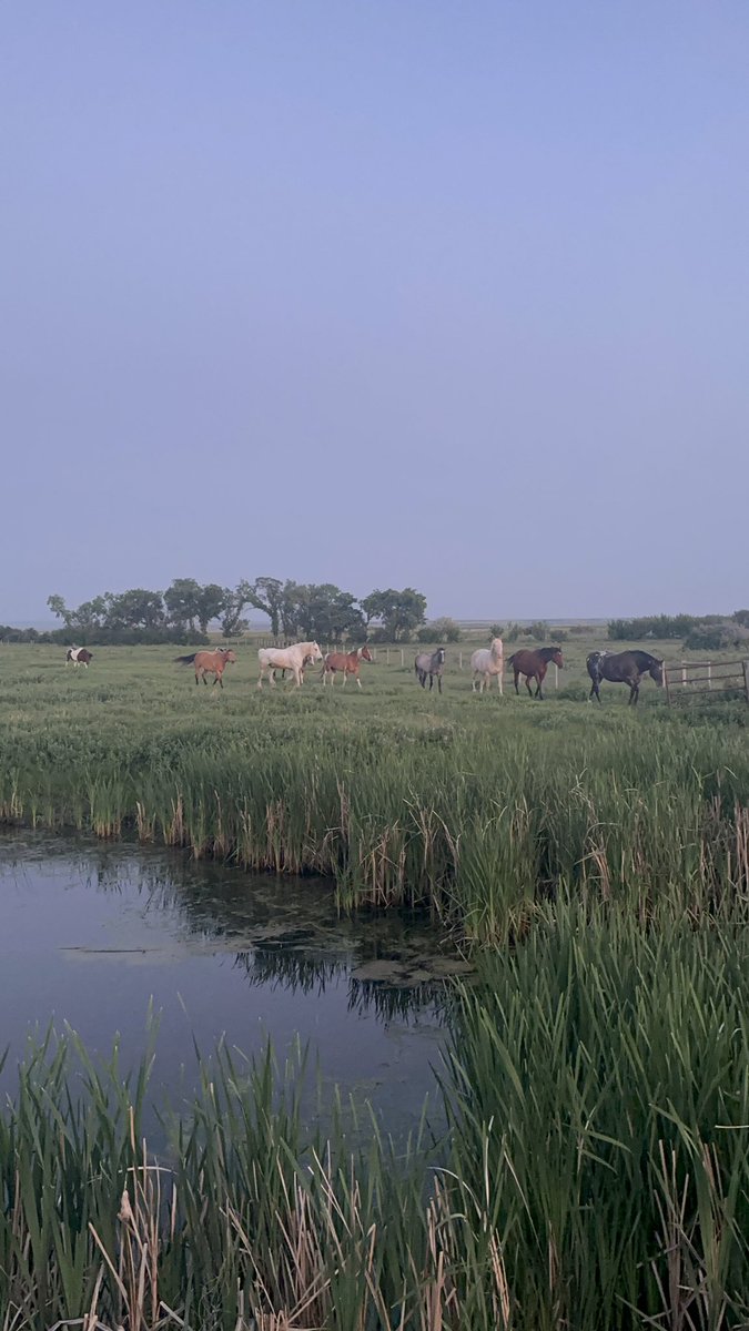 amanda_deeley's tweet photo. Summer nights 🤍 #HorseRanch #equinerehab #fivewindsranch https://t.co/9gkcs3wjMM