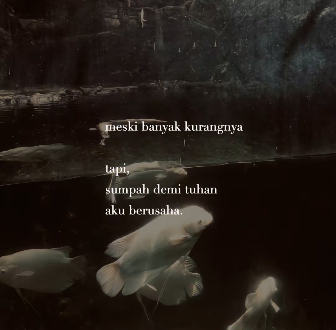 Deput tweet media