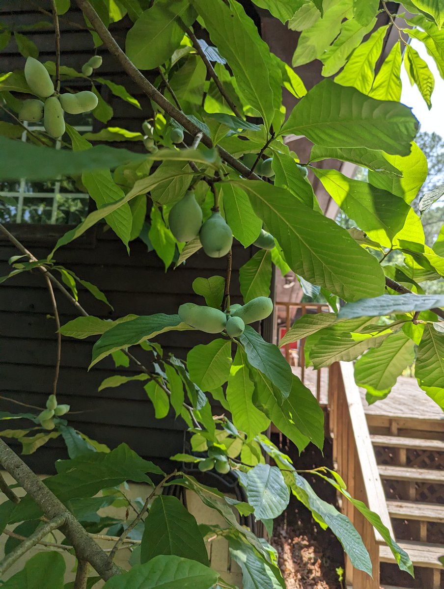 Back from the joint conference of the #societyofethnobiology and the #societyforethnobotany and had a blast! I was awarded the 2023 Barbara Lawrence award for grad student research, much to my surprise by SoE! Enjoy this lil Paw Paw as a bit of Atlanta, brought home to y'all!