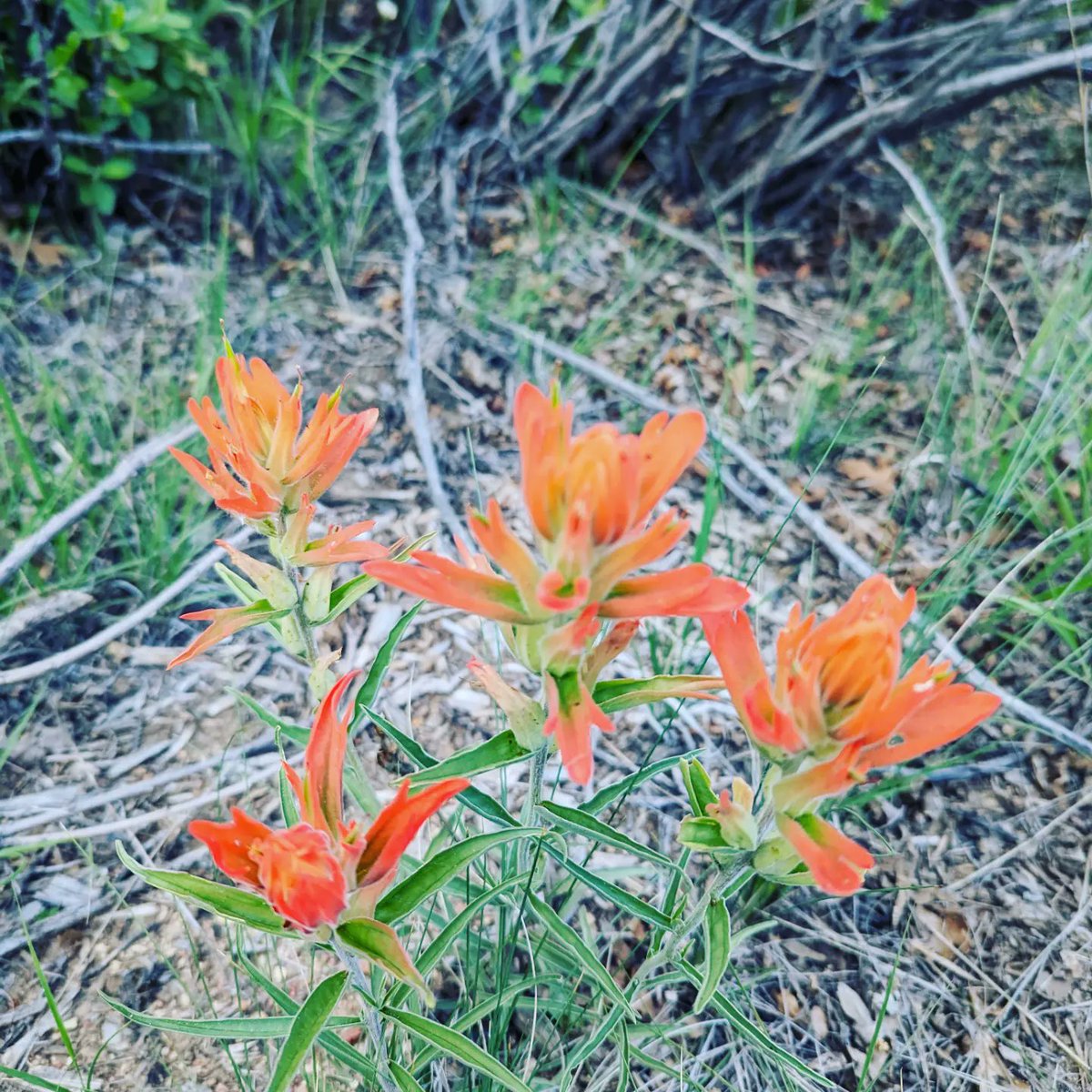 At a #plantingscience workshop preparing for the fall 2023 semester with my fellow mentors and our high school teacher compatriots! If you love plants, you should totally get involved with the #nsf funded #plantingscience program! Educational for the kiddos, and fun for you!