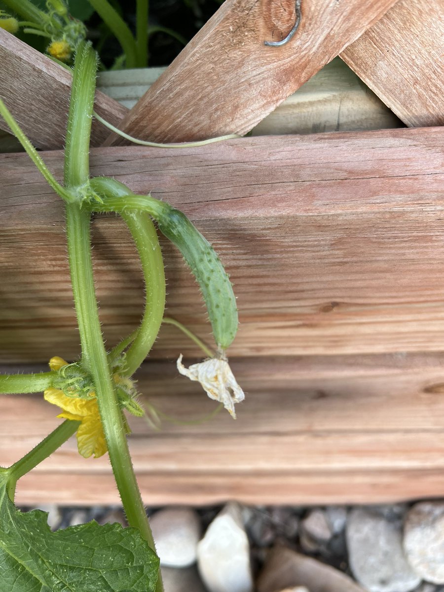 Always wondered what it would feel like to finish multiple manuscripts in a short period of time. I have written 1 manuscript and revised 2 manuscripts in < 1 wk. Just as exciting as seeing the first batch of cucumbers grow! Wowza! #fillingmybucket #lovewriting #lovemygarden