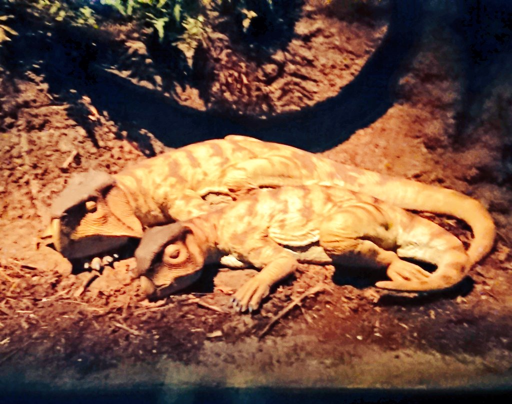 動く恐竜と、映像と音で、恐竜たちの生活を体験できるゾーンがめちゃくちゃ面白かった。洞窟に入っていくと、色んな恐竜が巣の中にいたり、水のんでたり、威嚇してきたりするの。面白かったー!! https://t.co/6Ddrp4yAoU