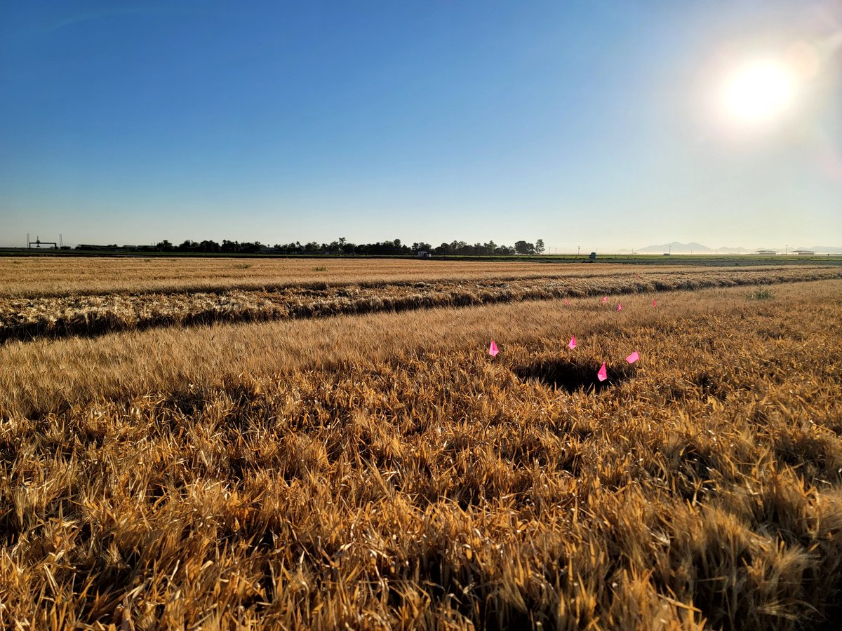 DebankurSanyal's tweet photo. #harvesting the #wheat #barley #deficitirrigation trial at MAC. Chaz Stackpole was awesome, leading the harvesting crew. One of the most exciting days in my career. The first trial is always special!
#climatesmartag
#SoilHealthExtension
#HealthyDesertSoilsInitiative https://t.co/dOJ9bz6jFm