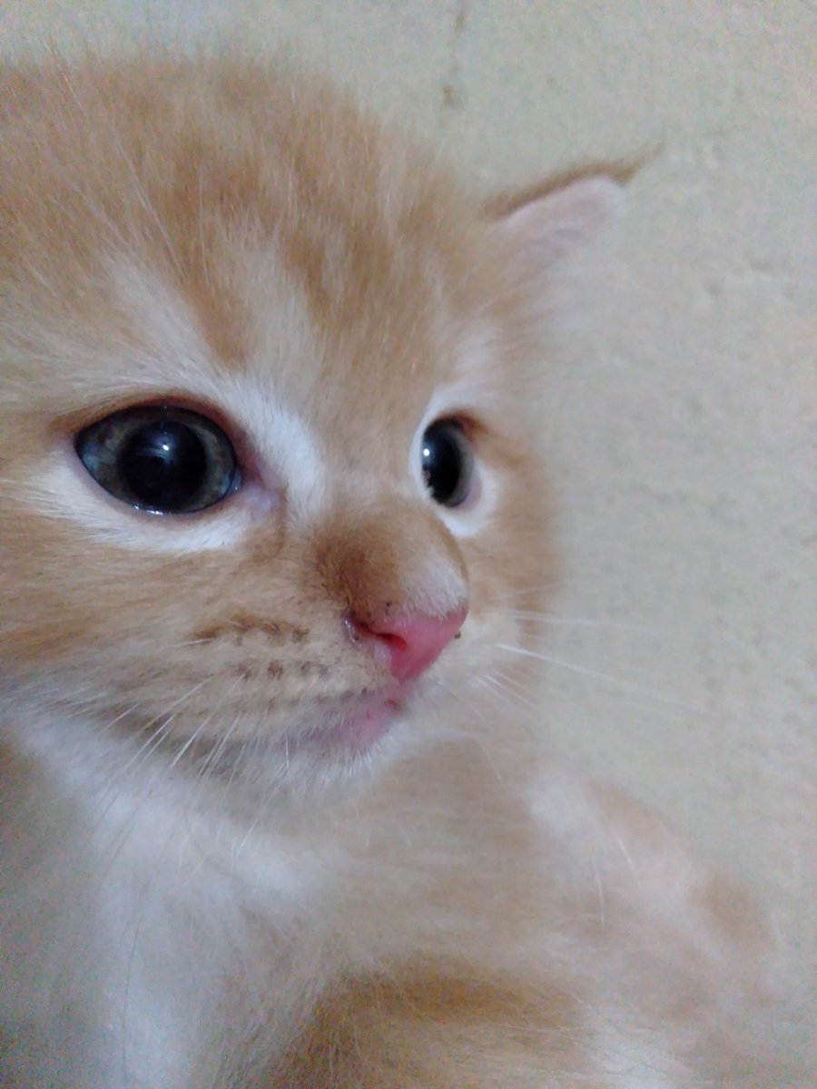 kochengfs's tweet photo. 🐈‍⬛ Aku sengaja membuat seseorang tidak tahan dengan sikapku yang aneh. Jika ia bersabar, maka dialah orang yang kucari 
 #.renungansore  https://t.co/PLSBU6lqlC