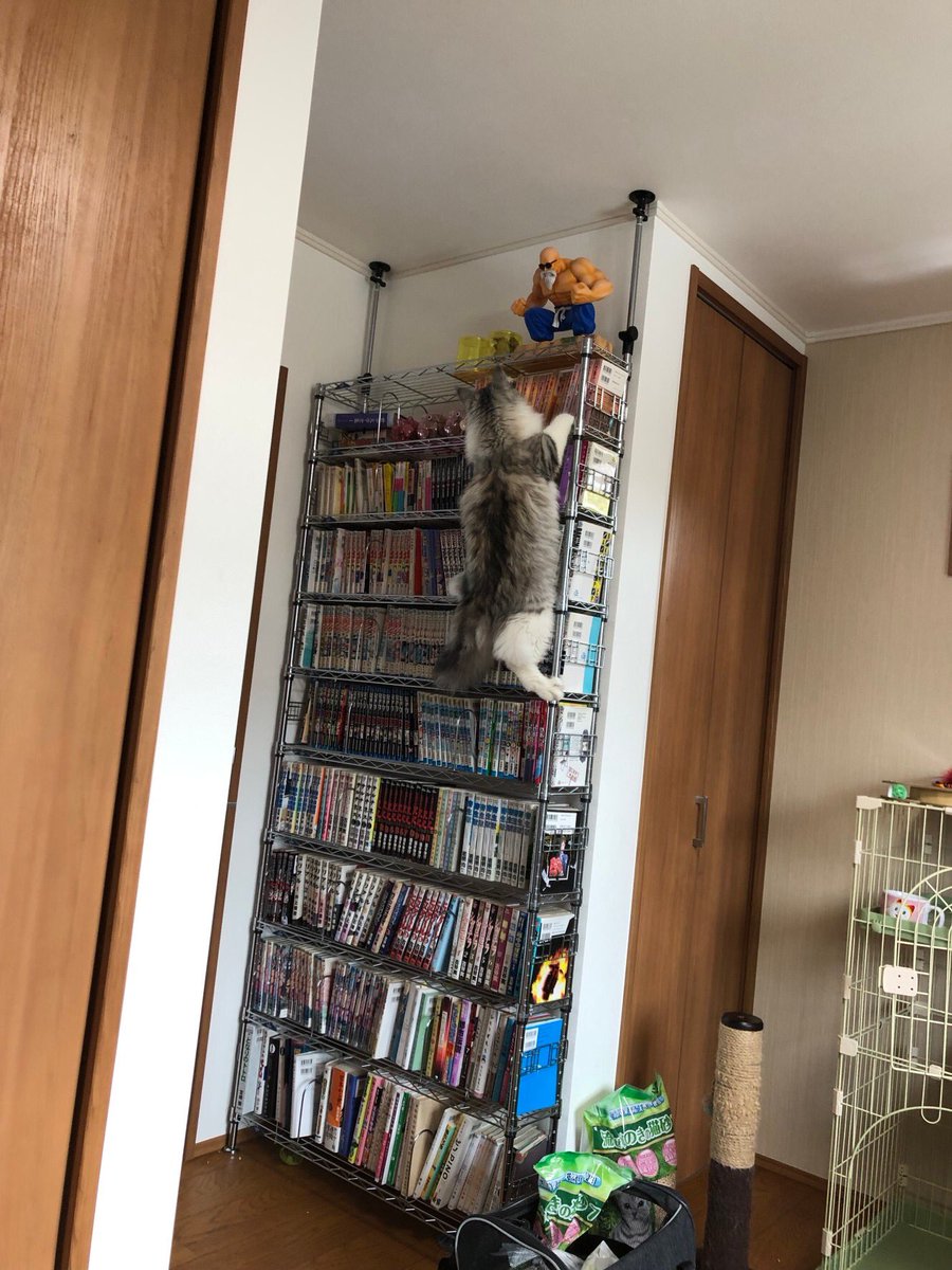 クライミングキャットポポ https://t.co/RJuq7KfPzH