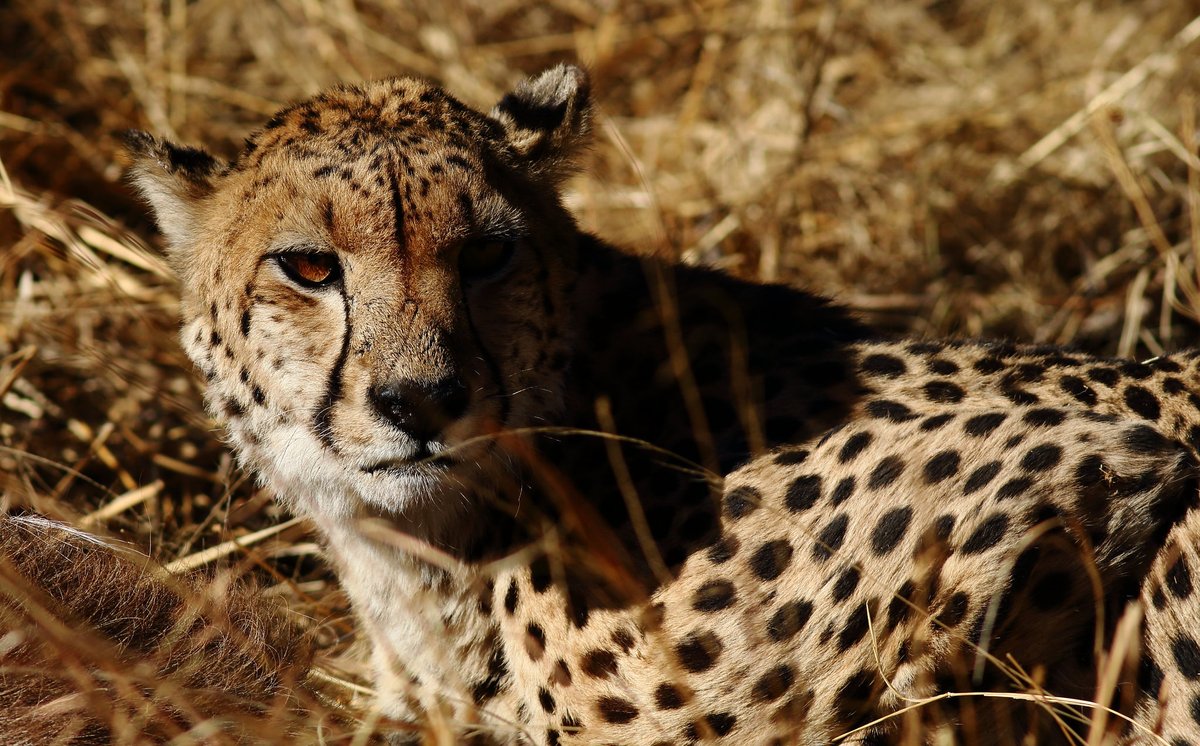 Hourly Cheetahs tweet media
