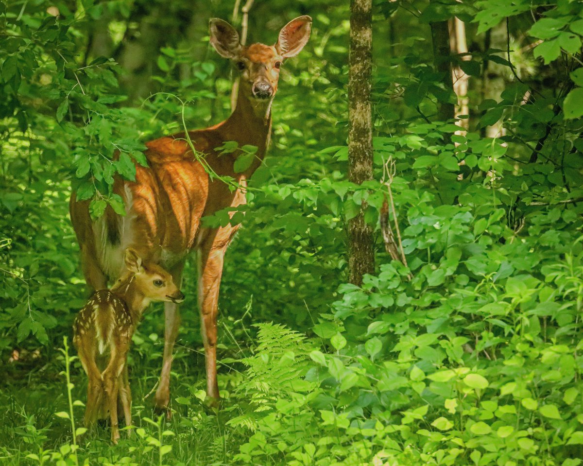 ncpr's tweet photo. Photo of the Day: "Whitetail Fawn was wobbling around with its mother in the afternoon sunshine. Queensbury NY" Photo: Bill Chase
#ncprpotd https://t.co/dGZWLXZdj9