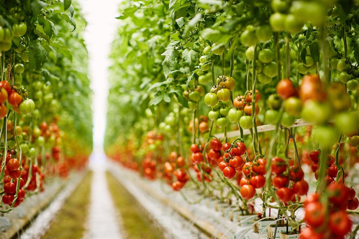 FutureFoodCRC's tweet photo. In case u missed it: @FutureFoodCRC's June eNews, with info on our latest #research &amp; events, #PhD &amp; researcher profiles &amp; #protectedcropping industry insights from @Hort_Au Read it here, then subscribe! https://t.co/yPRX7XSlaE https://t.co/NFbMEYUj8Z