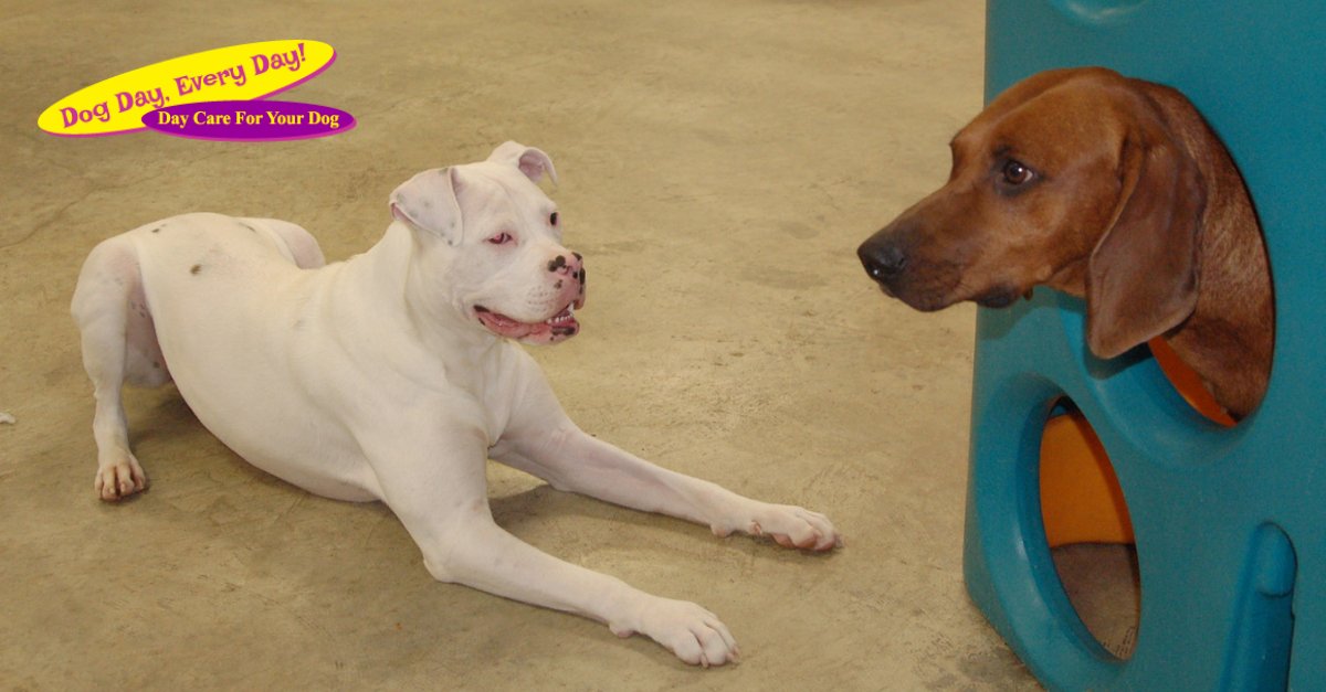 The fun NEVER stops here! Don't let your dog miss out on the friends and games they can experience at Dog Day, Every Day! Check out the photo gallery on our website to see the fun for yourself. bit.ly/3f8Uh7X #welovedogs #doggydaycare #dogparents #dogs