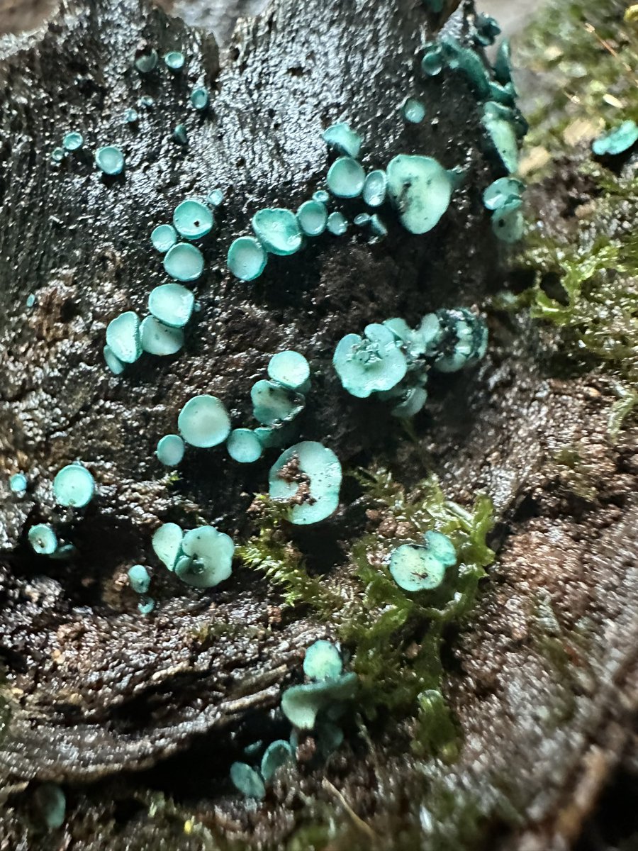 Testing the photography skills with Chlorociboria sp.. The cups of this fungus are only ~ 3-8mm wide!! 🍄