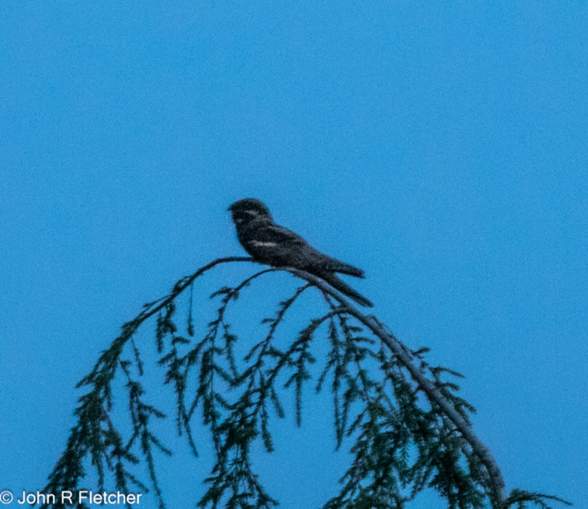 Forest of Dean. 3. Nightjar. pic taken 22.20hrs.  A Woodcock seen twice, over.  2. Wood Warbler, one carrying food. 4. Tree Pipit, one with rings carrying food. 1. Garden Warbler. 12. House Martin. 2. Swallow. Three Raven. 1. Grey Wagtail. 4. Stonechat (1m 3juv )  #glosbirds