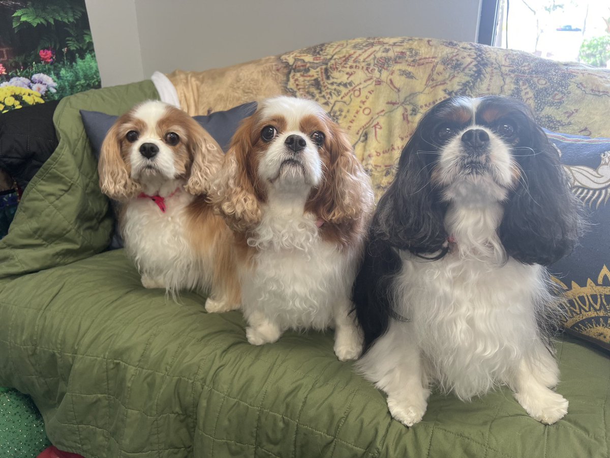 DonnaLDowling's tweet photo. @petestrzok Hi to Max from Violet, Lexi, and Shauna! https://t.co/P2I7eoVT8O