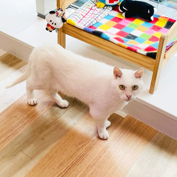2021年製 新品】 パピリーヒルズ Miss Blue pet HERA Princess 犬用品