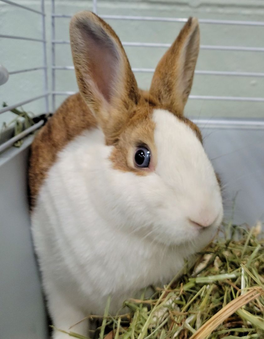#176 Dixie Cup is a young Dutch from #Amityville, NY. petfinder.com/petdetail/5916…