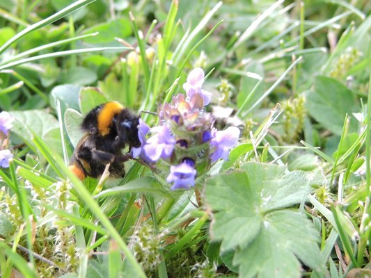 #bumblebee on the selfheal flowering on the lawn.