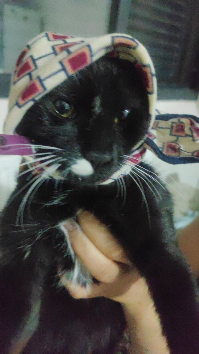 drmszln's tweet photo. Mümin kedi Venüs KFJDJDKDNF https://t.co/ZiB8F0HN0j
