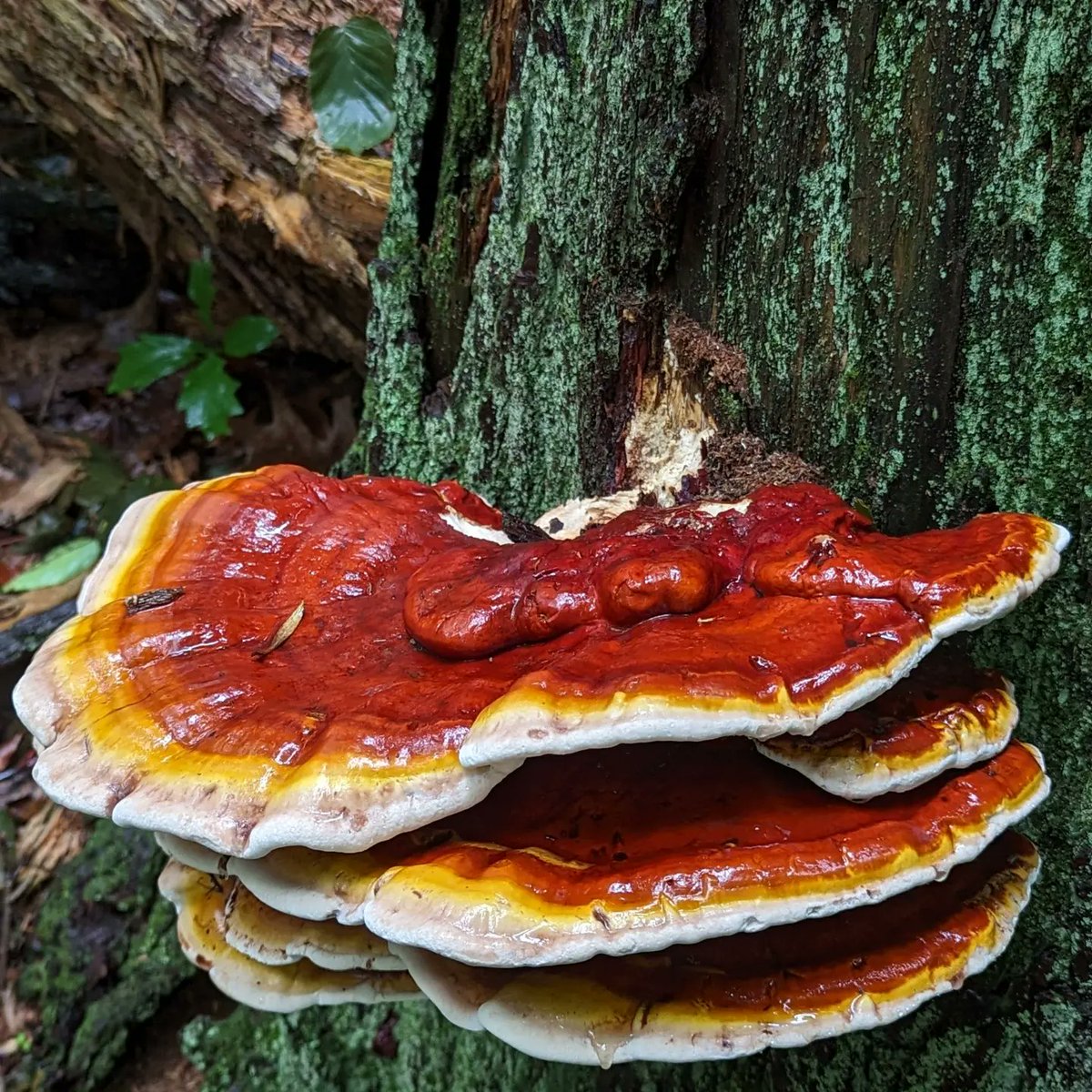 I found a big ol Ganoderma - red Reishi mushroom 🍄😻