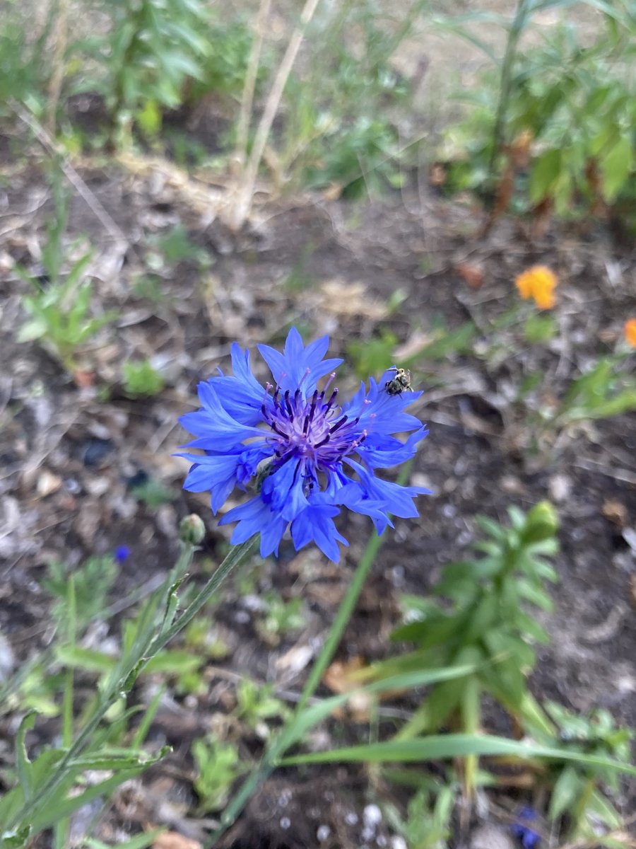 puttsandmutts's tweet photo. I don’t see a lot of flowers in this blue of a hue, it’s just so pretty to me. I think maybe it’s Cornflower, I scattered so many seeds I lost track of what’s what lol #Flowers #BlueFlower #Gardening #SummerRules https://t.co/i03EruMKNe