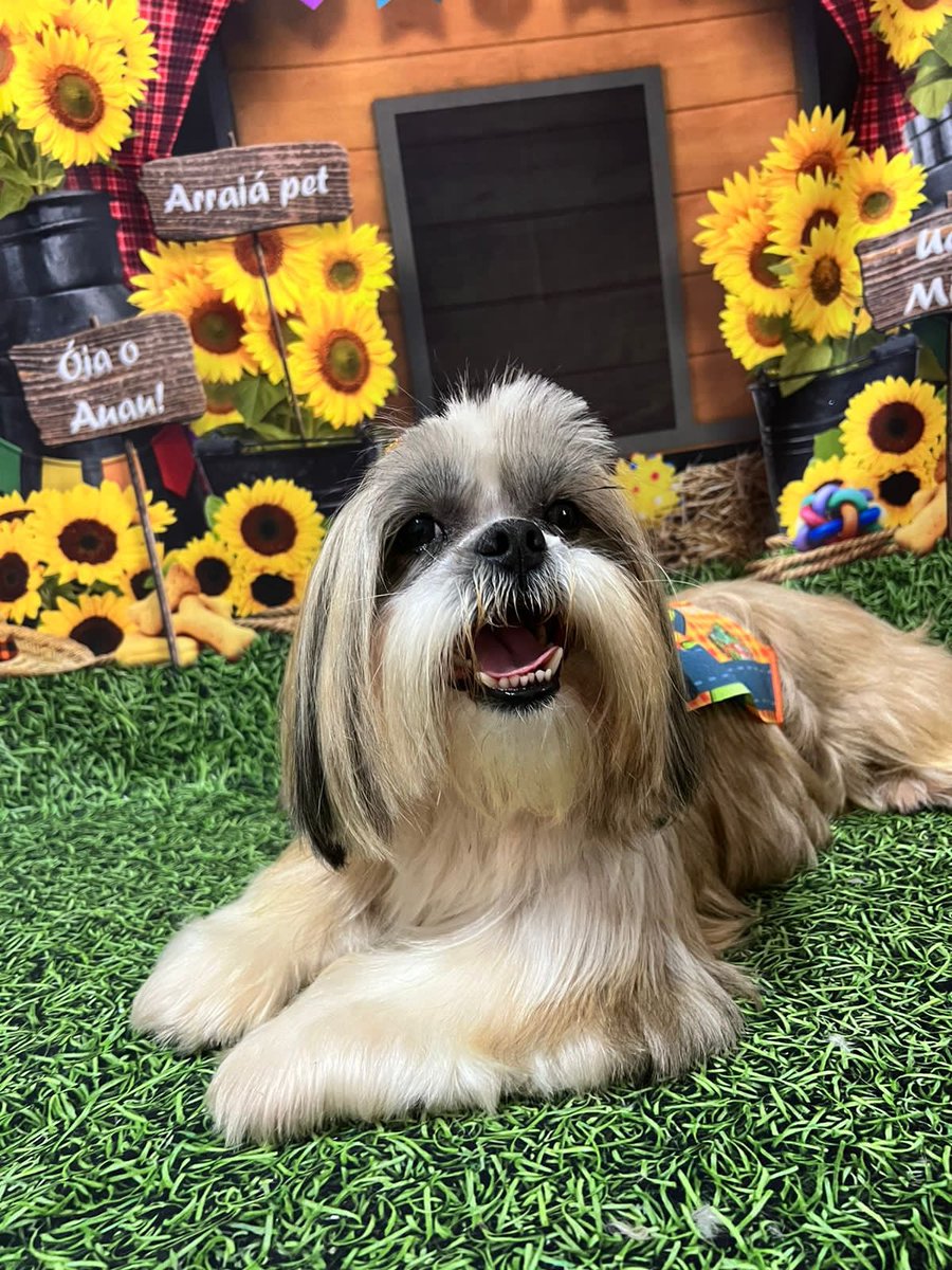 acarolinaa18's tweet photo. Snoopy prontinho pra uma das melhores épocas do ano 🥹🤌🏻❤️ https://t.co/jFGkMqZ9kF