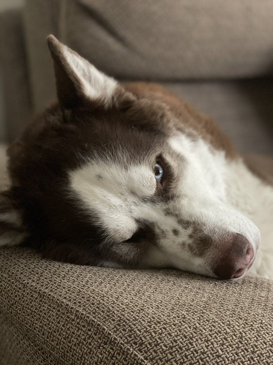 DieFer01's tweet photo. I see you dad! #HuskyTwitter #husky #PuppyLove https://t.co/E4VkAK0hOR