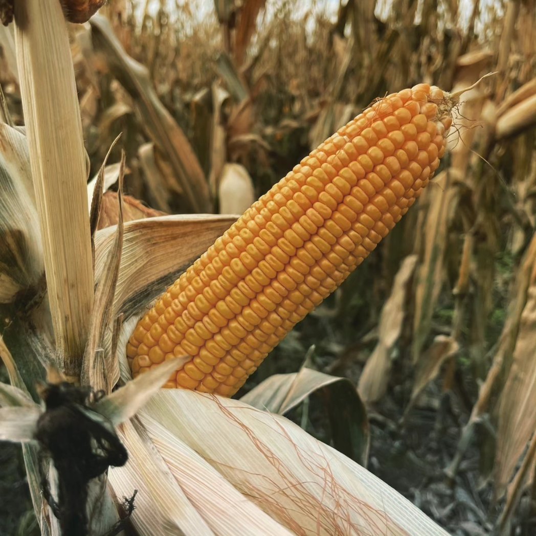 Produsem's tweet photo. 🌽 PAN 5175 PWU en San Carlos, Santa Fe. 

#ElCapitan sigue ganando campeonatos 💪🏽

Fecha de siembra: 29/01
Densidad: 60.000 pl/ha
Agente de ventas: Alejandro Mars https://t.co/z6kBD5lQb9