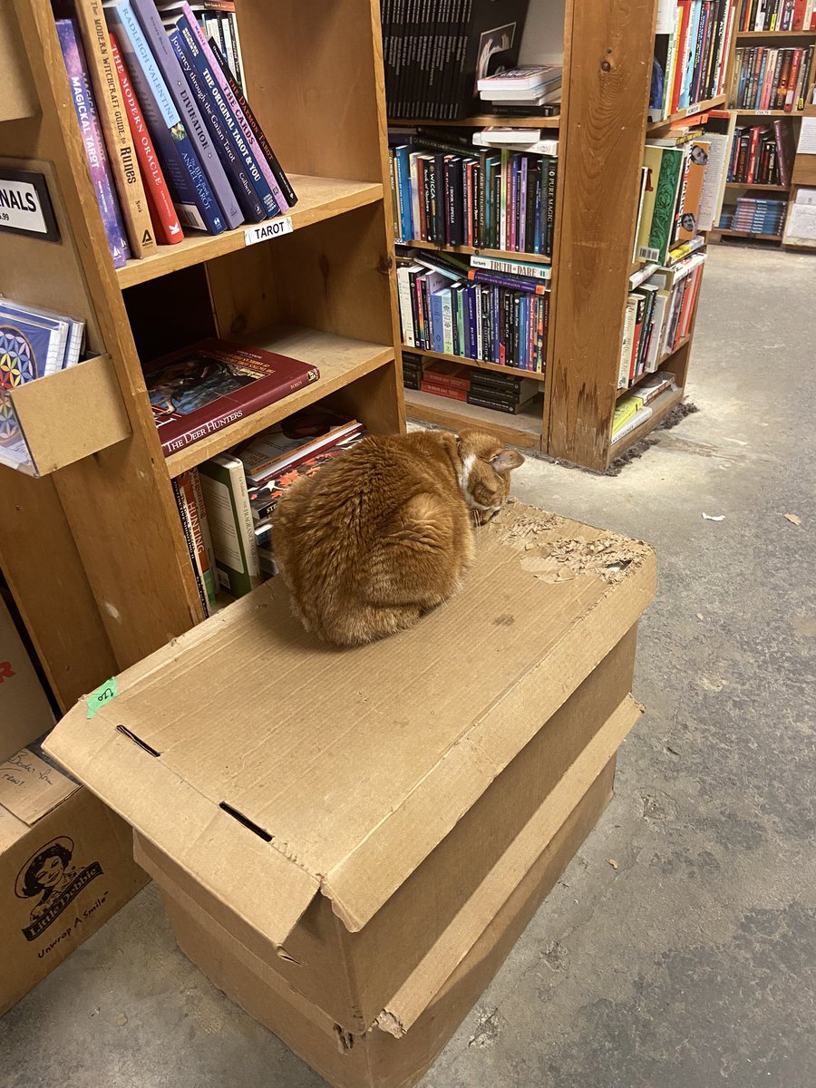 bookstore cat goes honk shoo