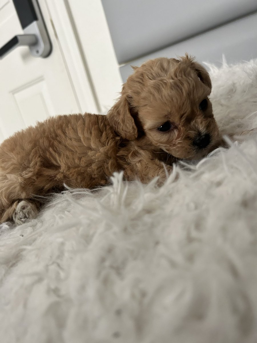 Miniature golden doodle for sale #vegas #puppies #vegaslocals #cute #LasVegas #lasvegasstrip #dogs