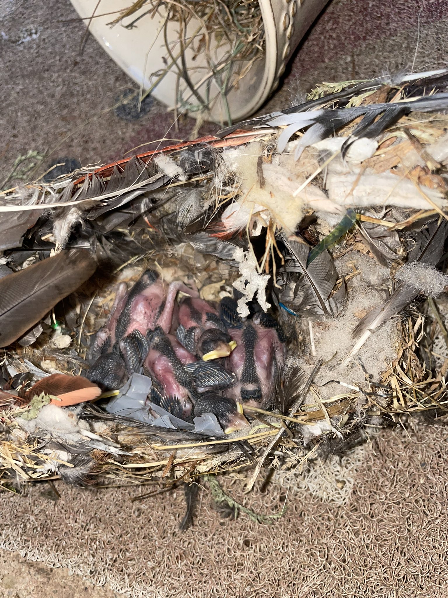 💖MEESHY💖 on Twitter "Y’all I just found a nest with 4 baby birds in my