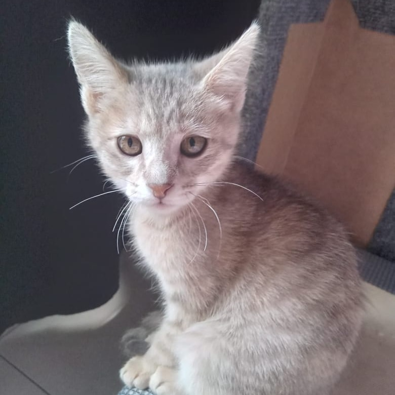 DeGatitos_'s tweet photo. #ReinitasFDG
La Reinita Agatha vuelve a estar en adopción. Es que quien la recibió que ya tiene un gatito, recibió reclamos del propietario del depto. y ahora tiene que sacar a los dos gatitos de ahí. Es nuestra rescatadita así que acá vuelve ella y le buscamos nueva familia👇 https://t.co/TUo6bIhuHp