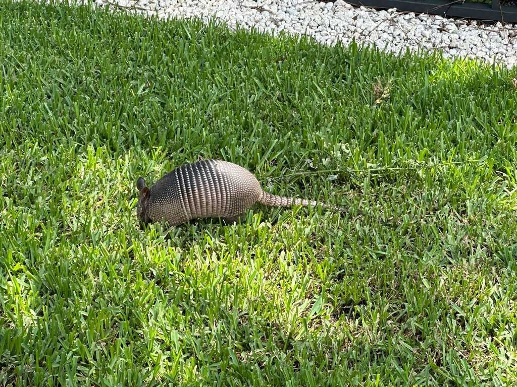 Armadillo in Jupiter, FL