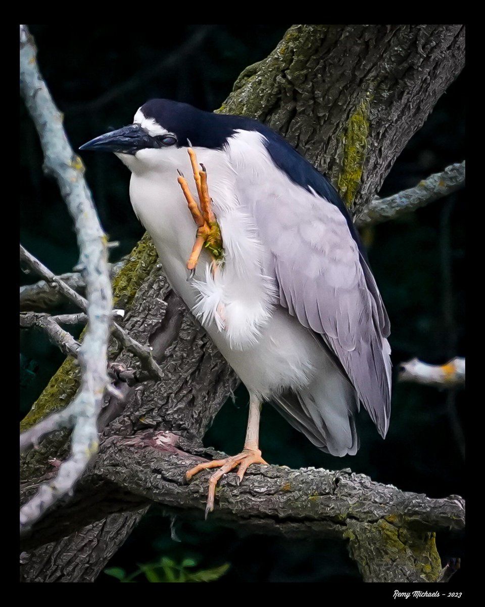 'NORTHERN FRIENDS' instagram.com/p/Ct0DQpCx3_i/… #CanadianGeographic #NationalGeographic  #BlackCrownedNightHeron #Summer #WildlifePhotography #OntarioParks #PicOfTheDay #BirdPhotography #CanadianWildlife #Art #Earth 📸 🇨🇦