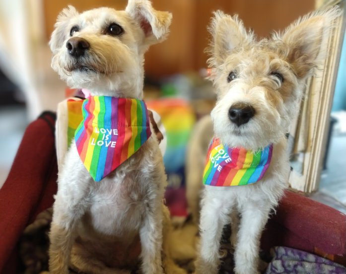 WhereTrueLoveIs's tweet photo. Happy #Pride from Phillip and Penelope Pumpernickel.
#pridepets #LGBTQIA #dogsofpride #dogslife https://t.co/HjZhiUAFyC