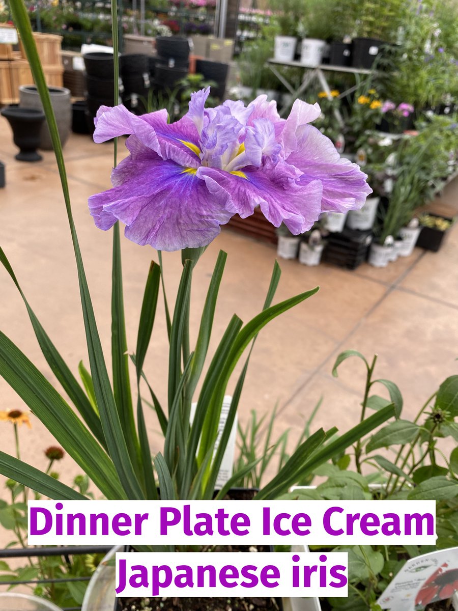 greengategarden's tweet photo. What's blooming at greengate this week? An assortment of beautiful, eye-catching annuals, perennials and shrubs!
#Cliviaminiata #Iochroma #Japaneseiris #Cuphea https://t.co/YxICyfiguz
